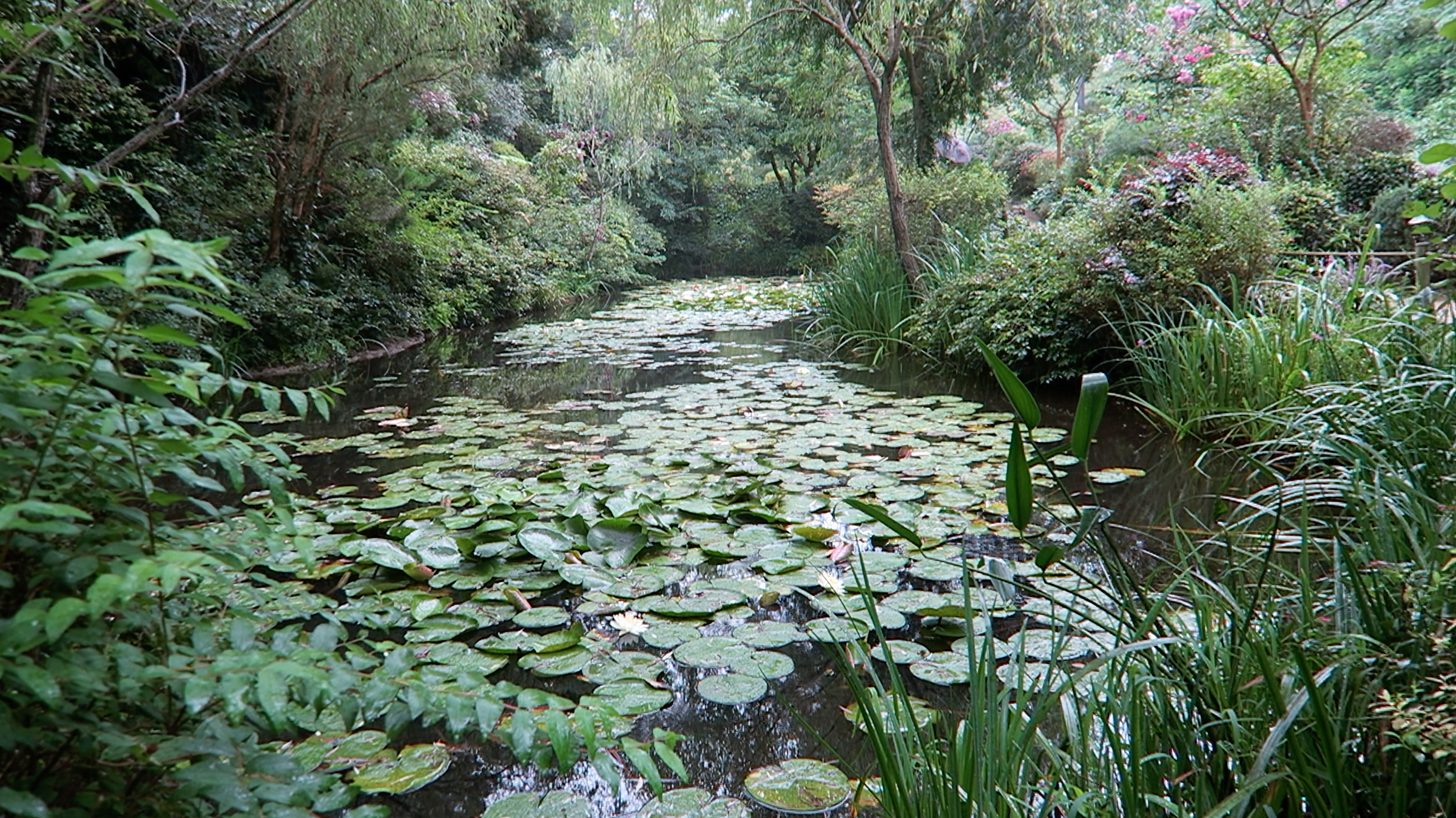 Ein Teich wie aus einem Gemälde von Monet in Naoshima.