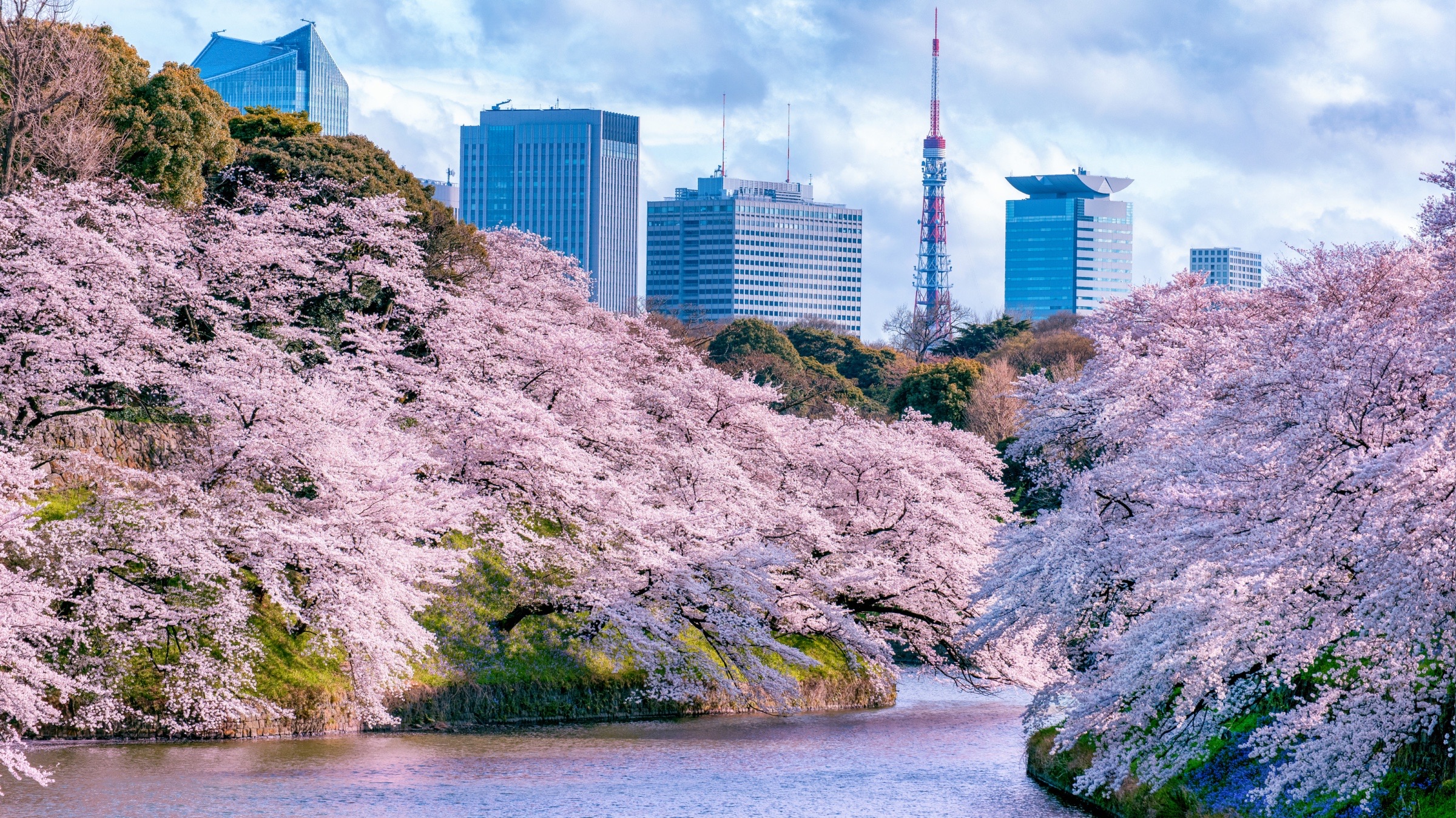 Kirschblüten beim Chidorigafuchi-Graben beim Kaiserpalast.
