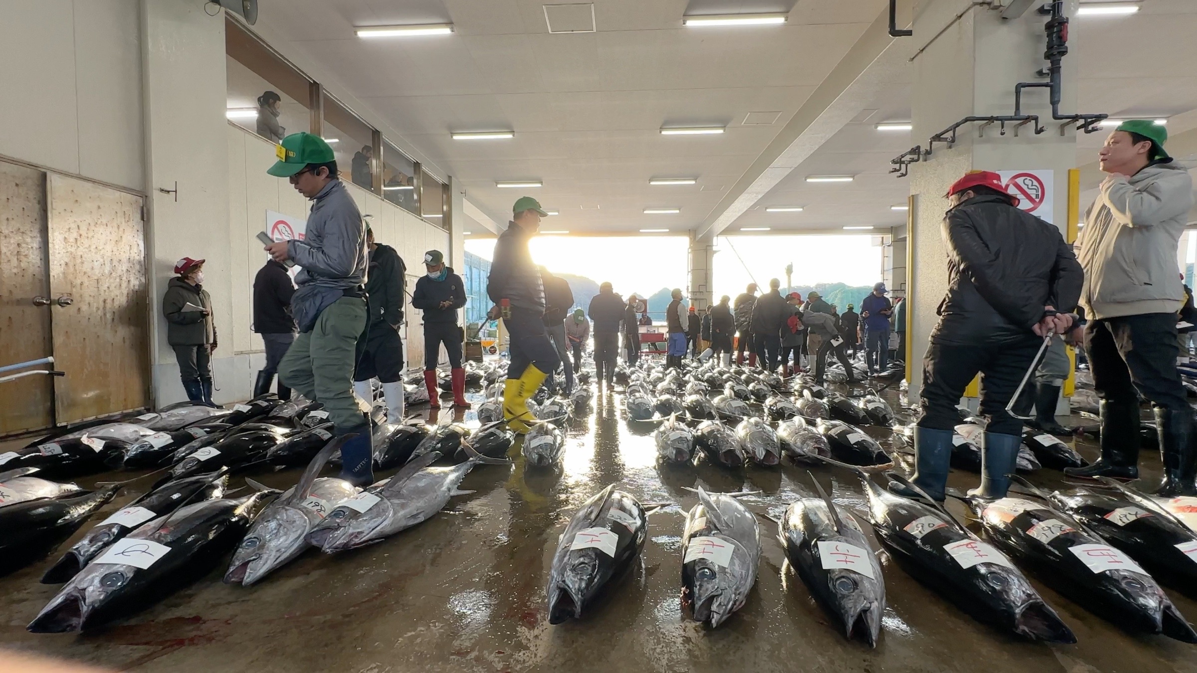 Die morgendliche Thunfischauktion in Katsuura.