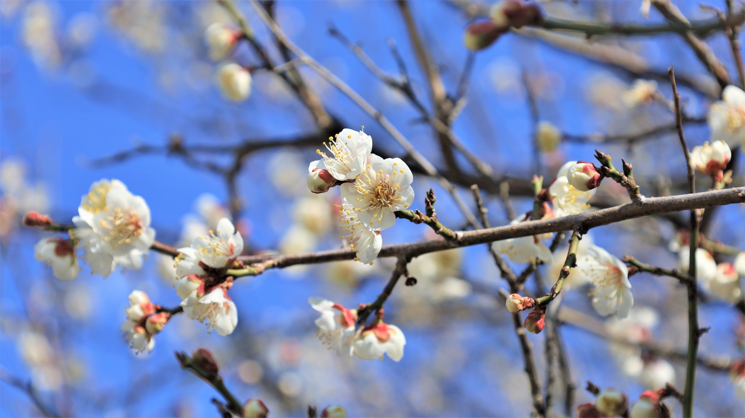 Pflaumenblüten in Minabe.