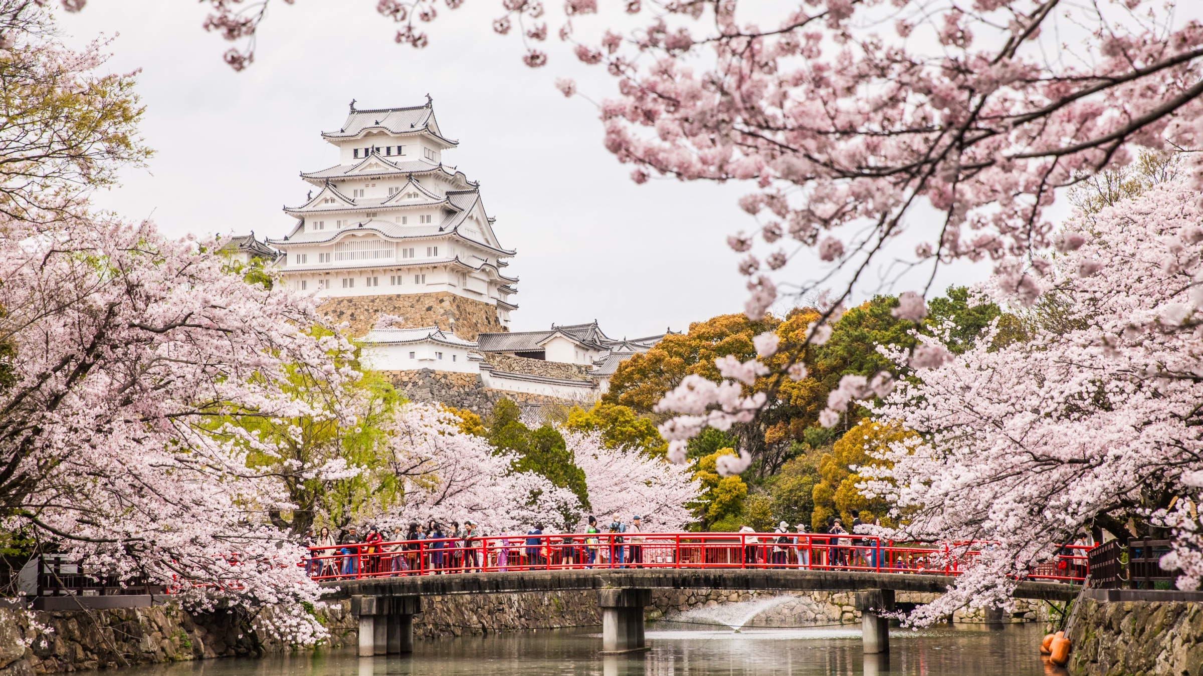 Die Burg von Himeji während der Kirschblütenzeit.