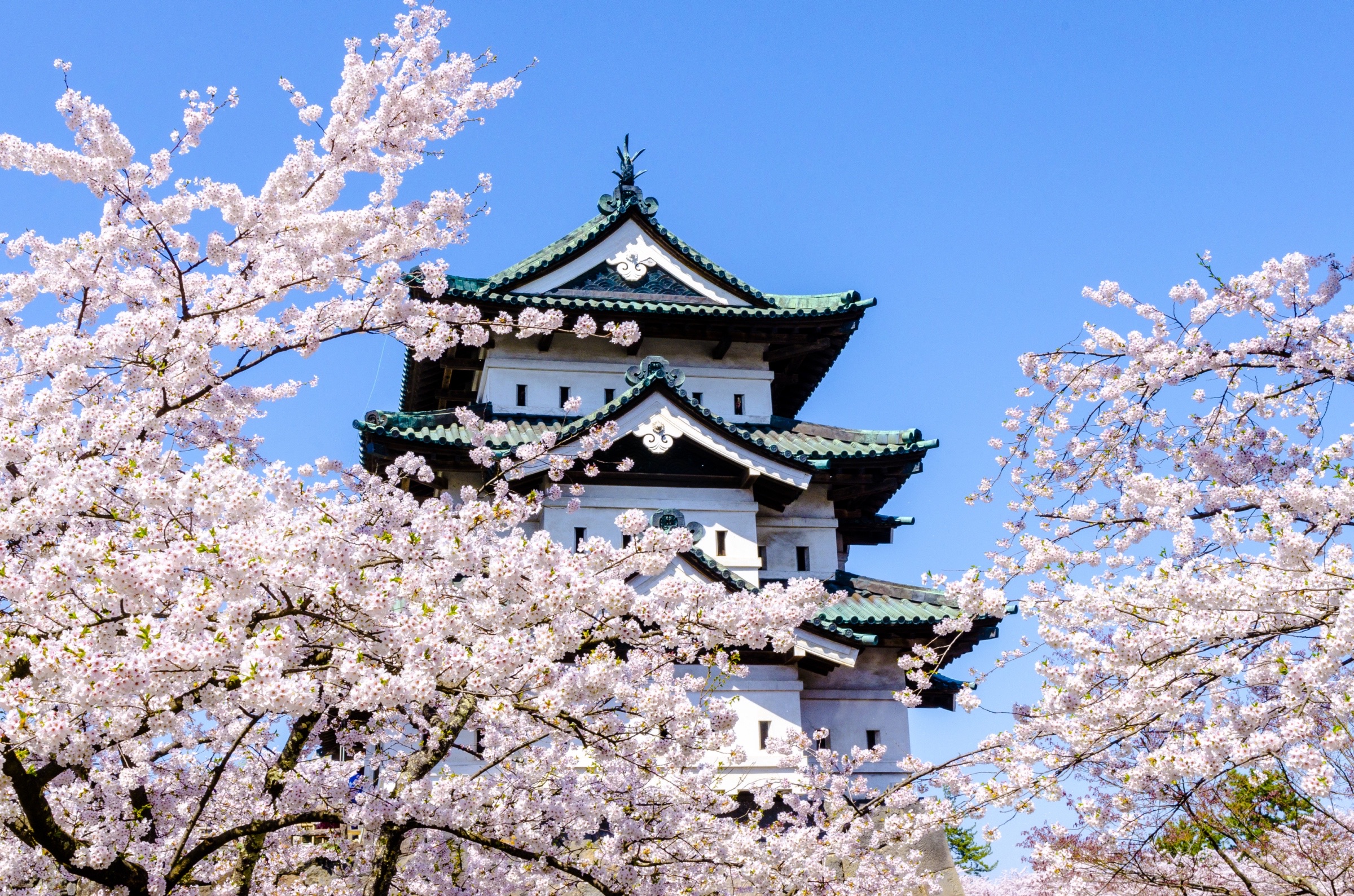 Die Burg von Hirosaki während der Kirschblütenzeit.