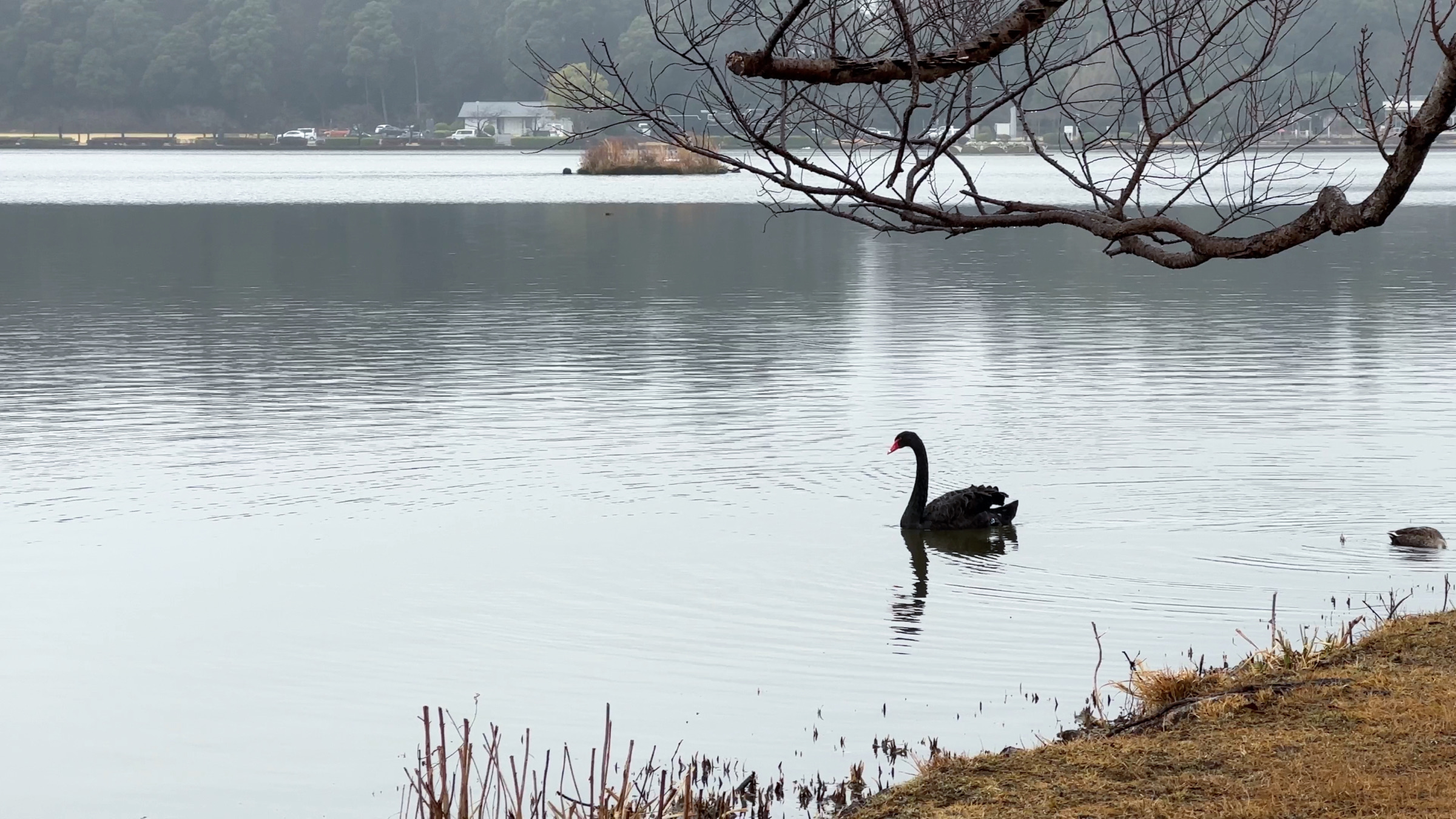Ein schwarzer Schwan auf dem See Senba in Mito.
