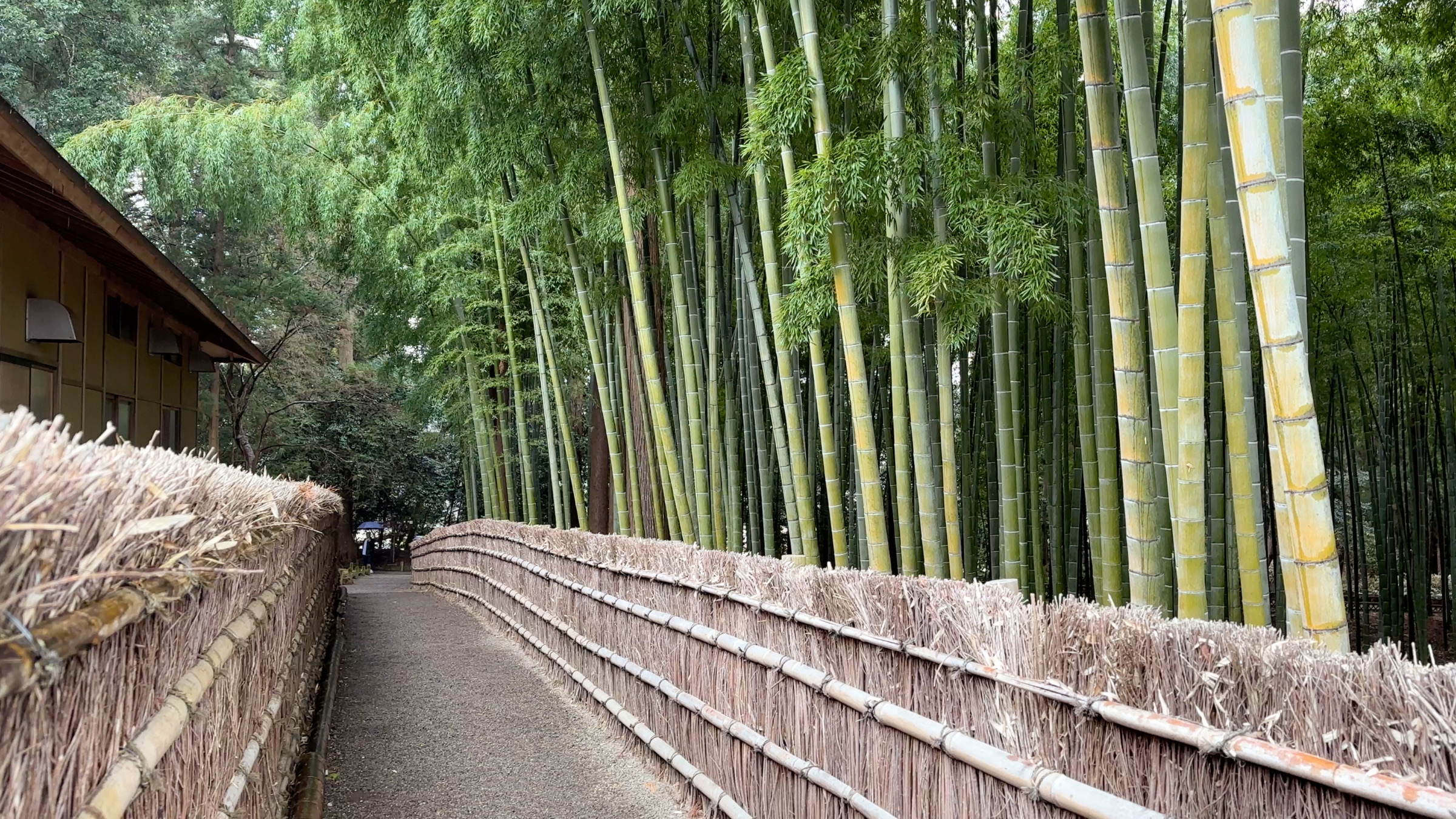 Der Bambushain im Kairakuen.