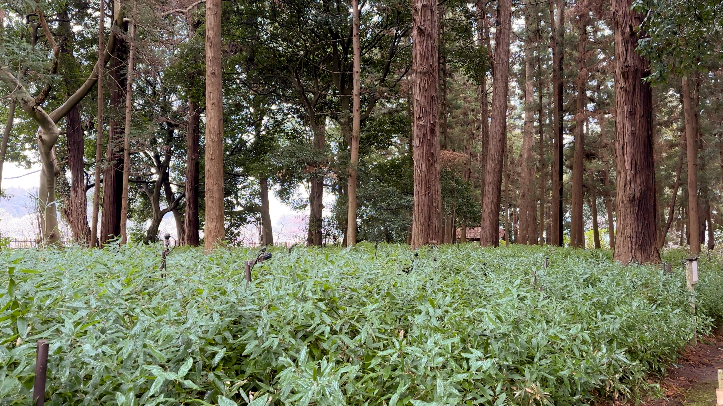 Der Zedernwald im Kairakuen.