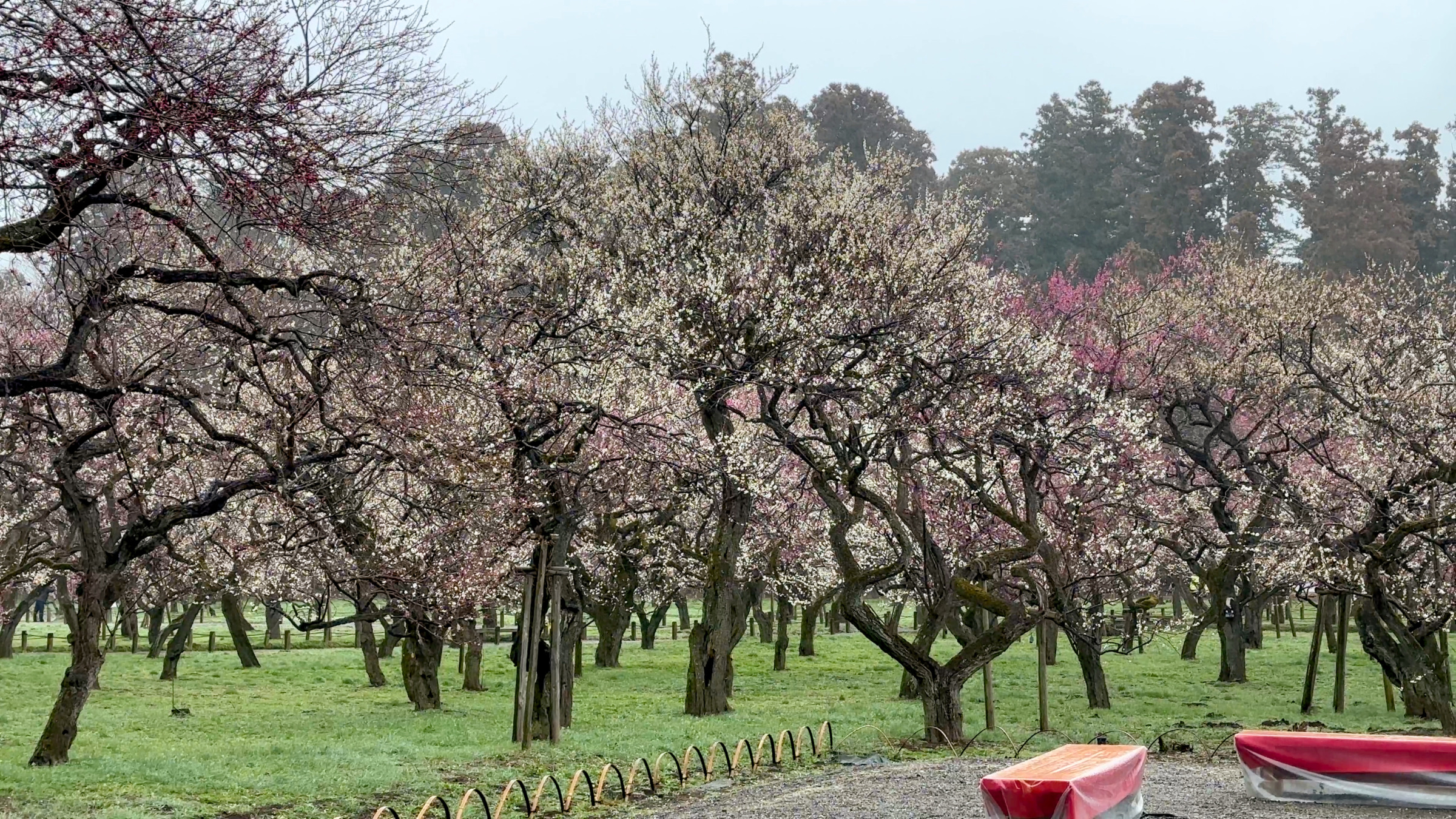 3000 Pflaumenbäume befinden sich im Kairakuen.