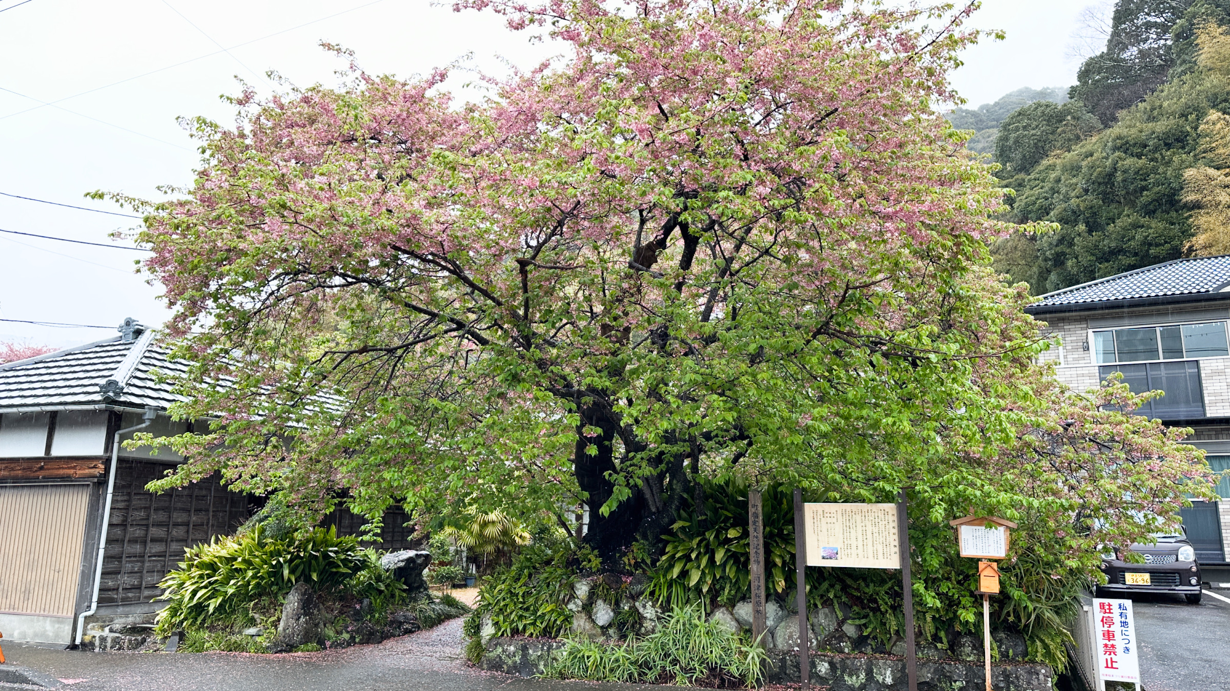 Der Ursprungsbaum der Kawazusakura vor dem ehemaligen Haus von Katsumi Iida.