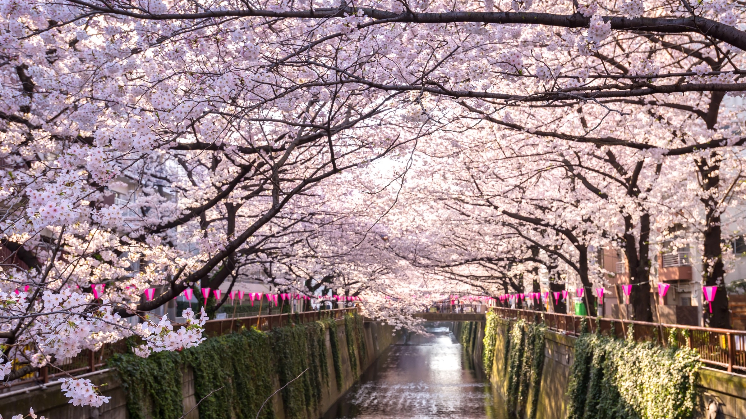 Kirschblüten in Meguro, Tokio.