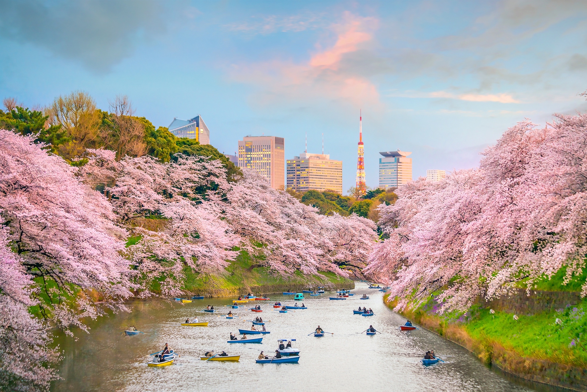 Die Kirschblüte in Chidorigafuchi bei der kaiserlichen Anlagen in Tokio. (Archivbild)