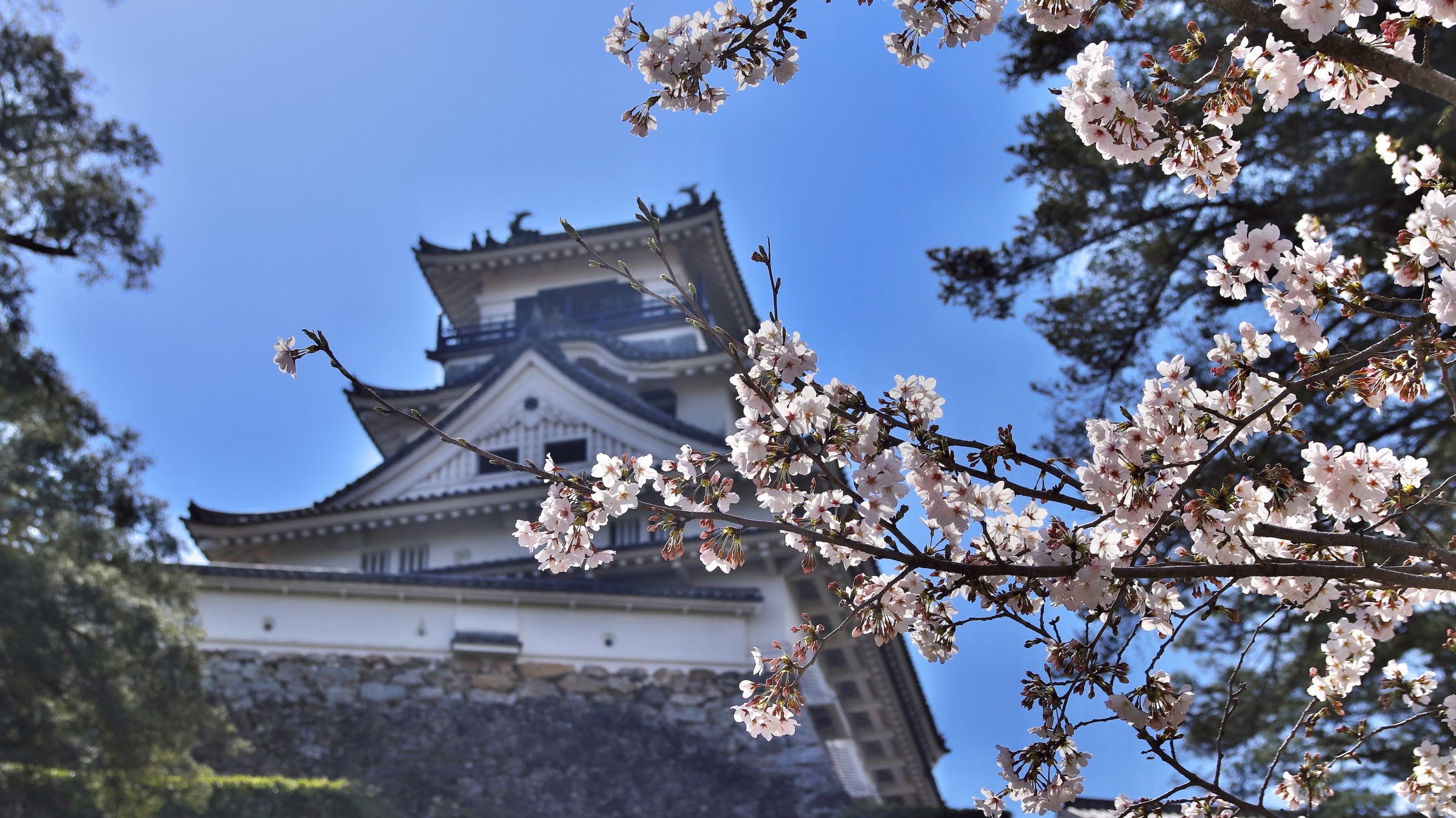 Kirschblüten bei der Burg von Kochi (Archivbild von 2021).