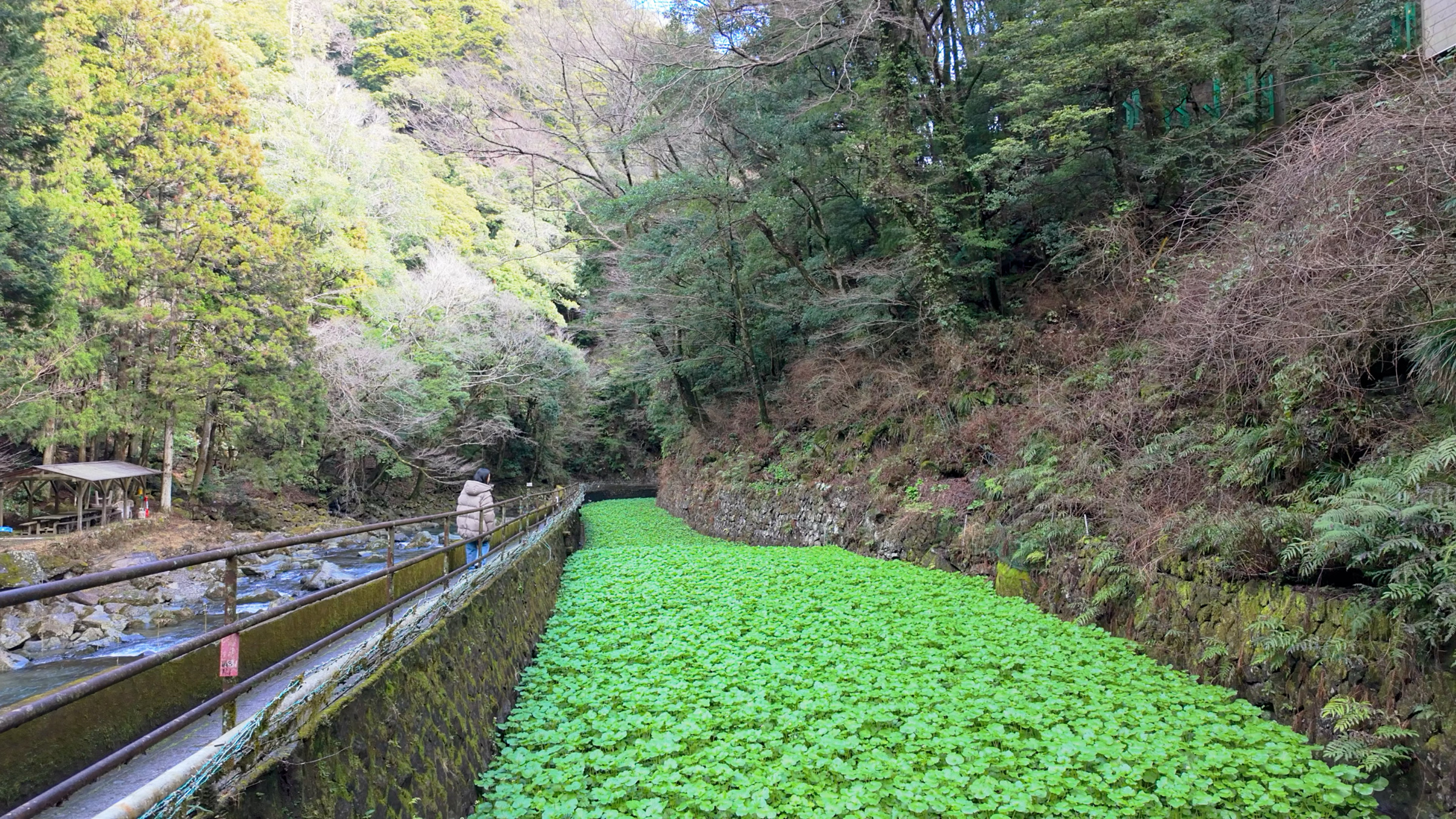Das Wasabi-Feld beim Jōren-Wasserfall.