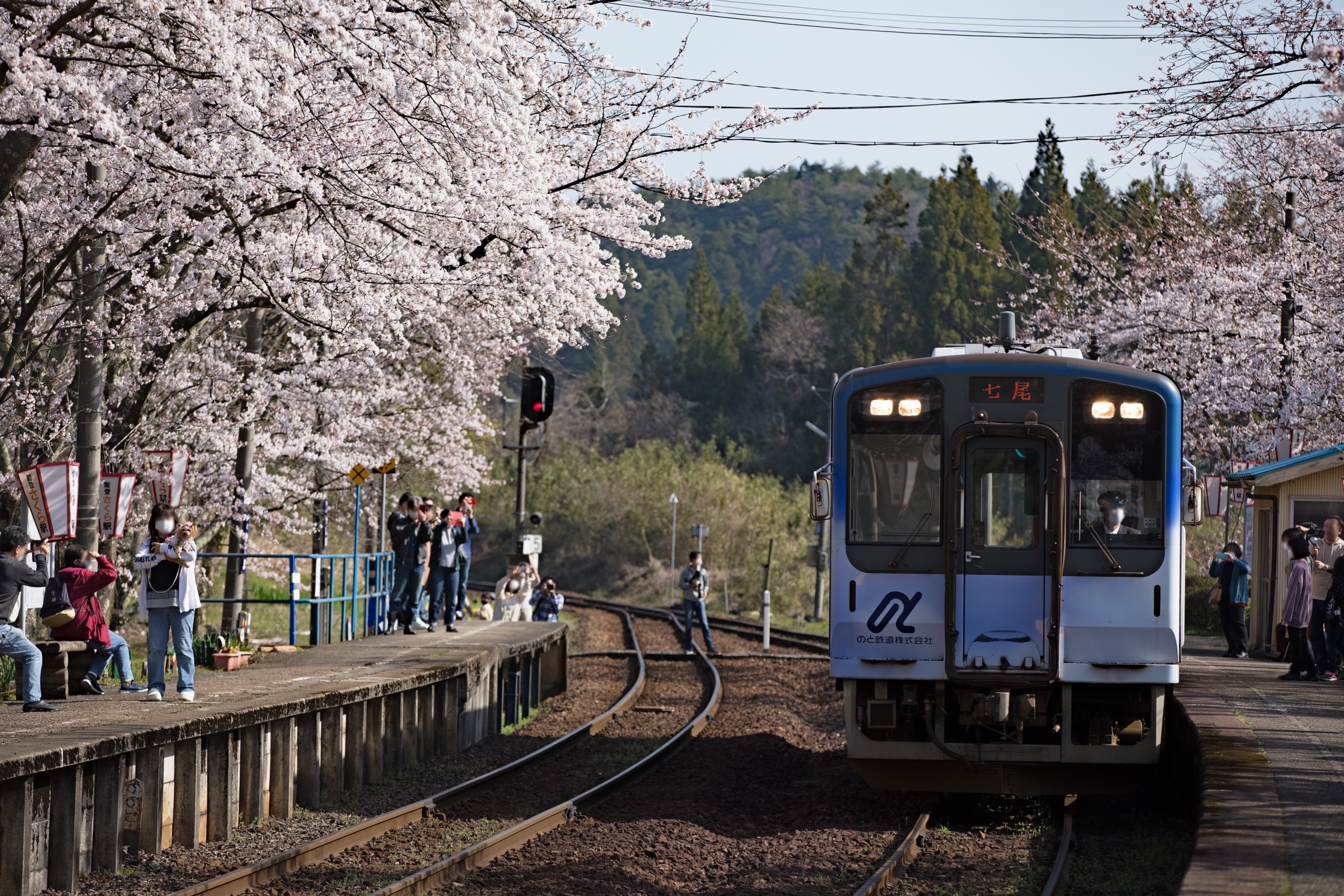 Kirschblüten beim Bahnhof Notokashima auf der Noto-Halbinsel.
