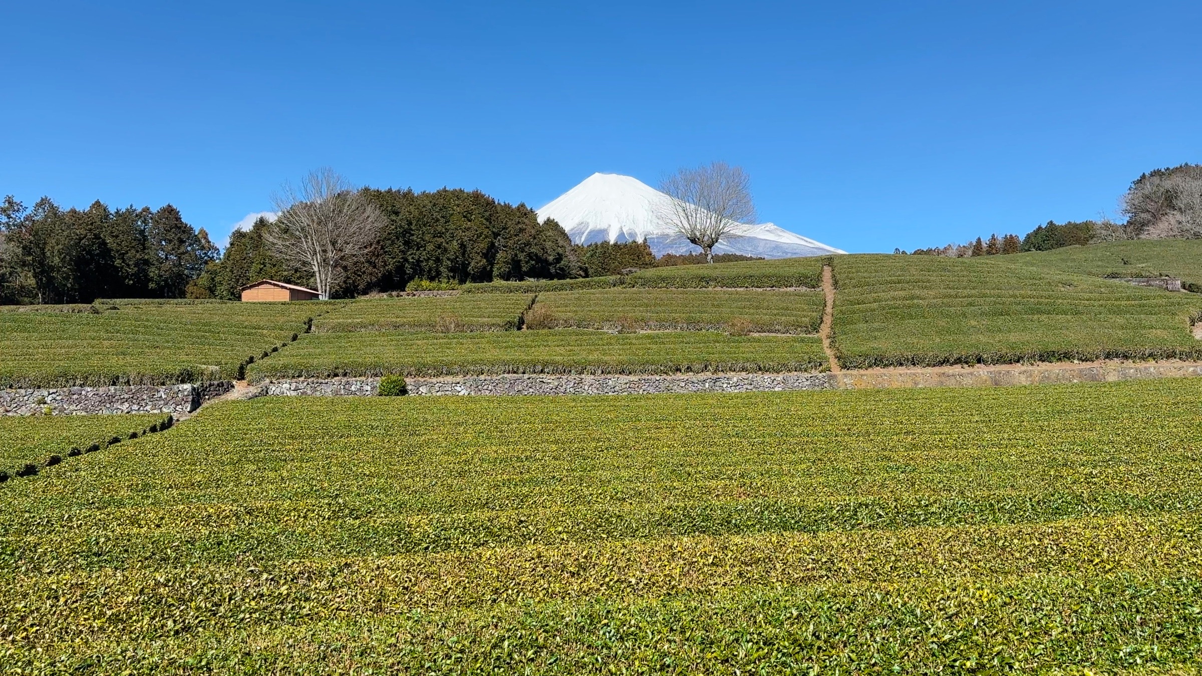 Die Teefelder lassen sich aus unterschiedlichen Perspektiven fotografieren.