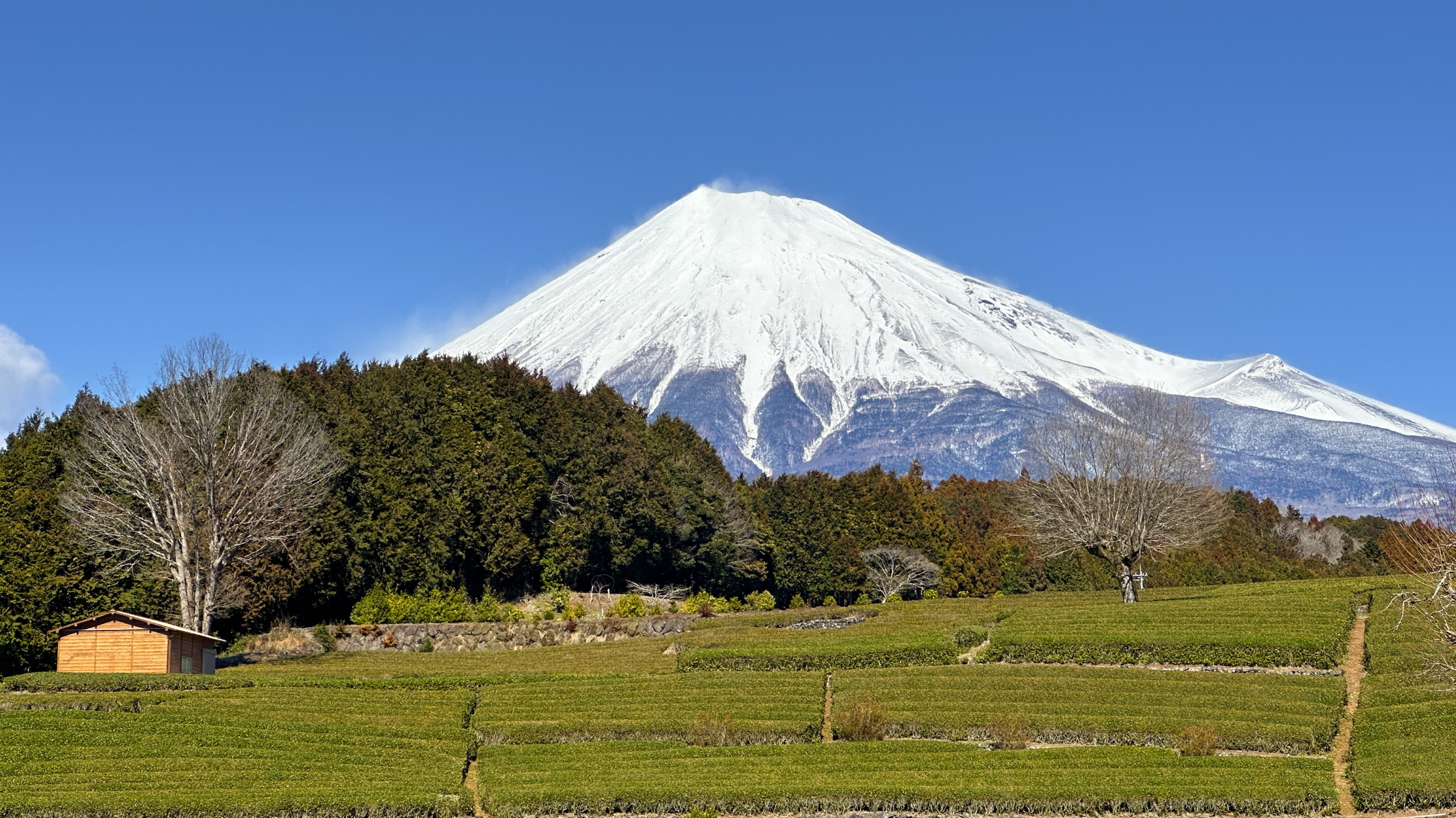 Das Teefeld von Obuchi Sasaba und der Fuji an einem Tag im Februar.