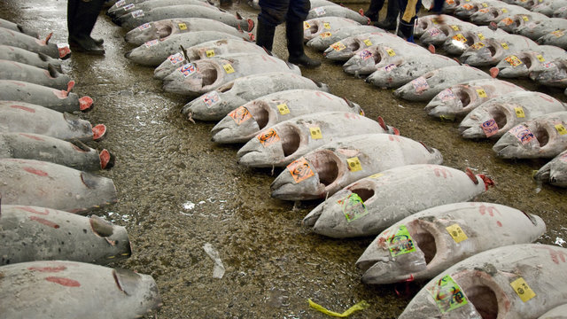 Fangquote für Blauflossen-Thunfisch drastisch gesenkt