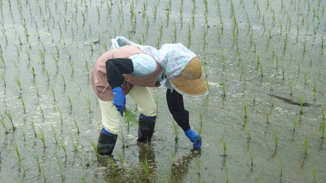 Eine Zukunft für Japans Reisanbau