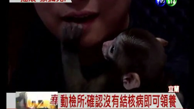 Ein Affenbaby in der Karaokebar