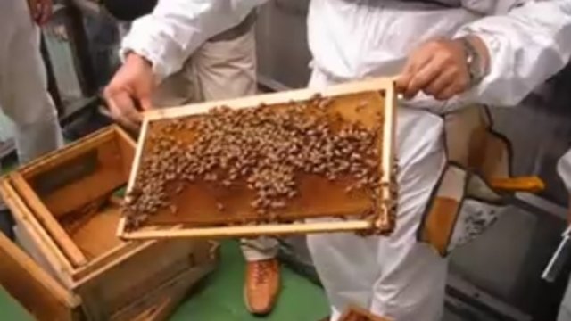Urbane Honigbienen