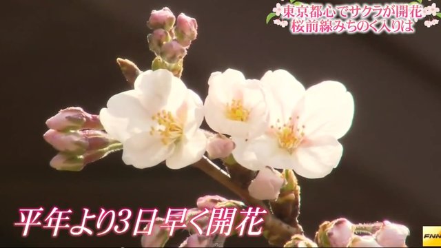 Die ersten Kirschblüten