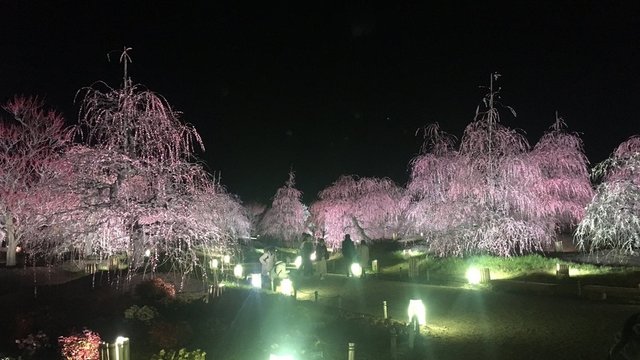Der Park der Pflaumenblüten