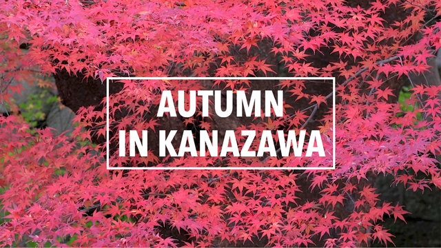 Herbstmagie in Japan