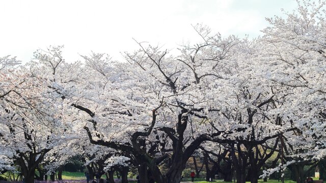 Kirschblüten in Tokio