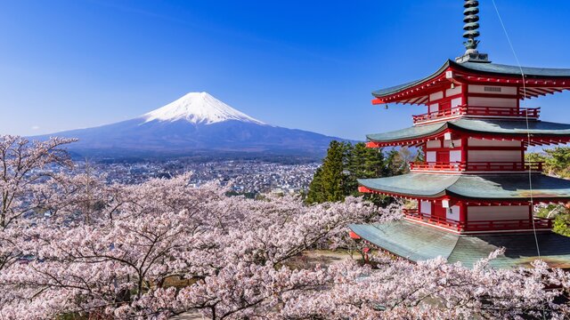 Kirschblütenzeit bei einem Wahrzeichen Japans