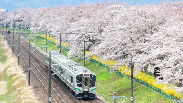 Shibata Sakura: 1000 Kirschbäume auf einen Blick