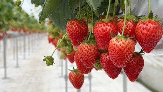 Im Paradies der japanischen Erdbeeren