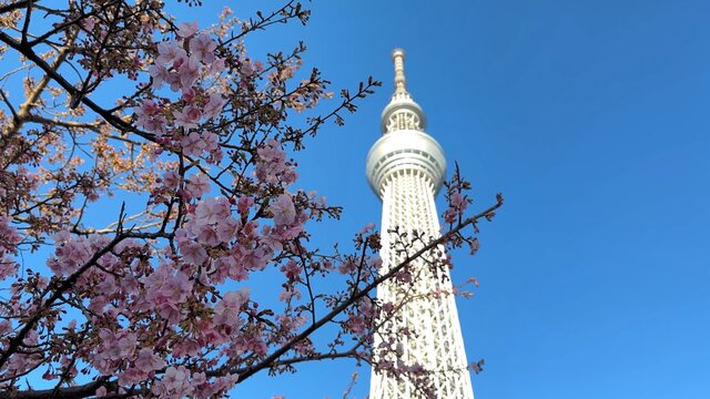 Die frühen Kirschblüten von Tokio
