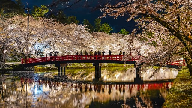Die viel zu frühe Kirschblüte im Norden Japans
