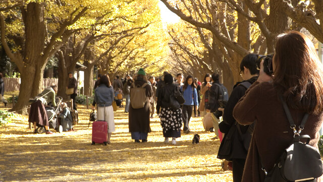 Tokio im Spätherbst: Die legendäre Ginkgo-Allee