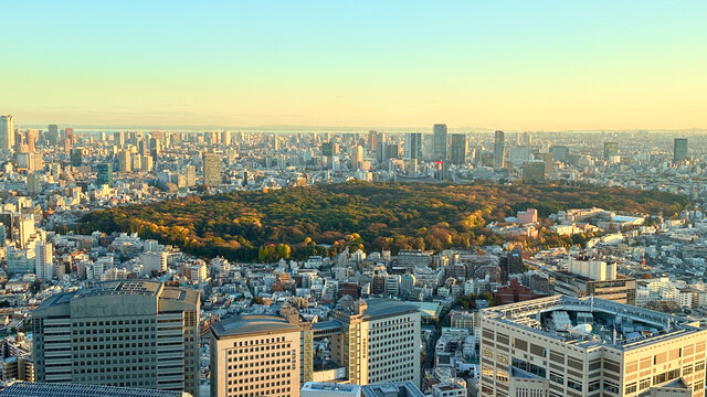 Der 100-jährige Wald mitten in Tokio