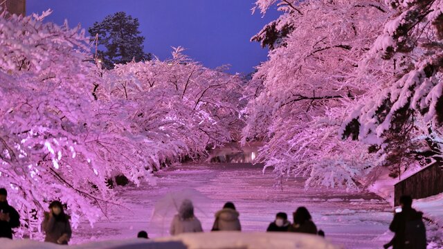 Die «Winter-Kirschblüten» von Hirosaki