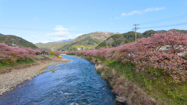 Die frühen Kirschblüten von Kawazu