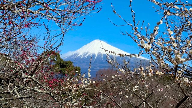 Die Pflaumenblüte und der Fuji